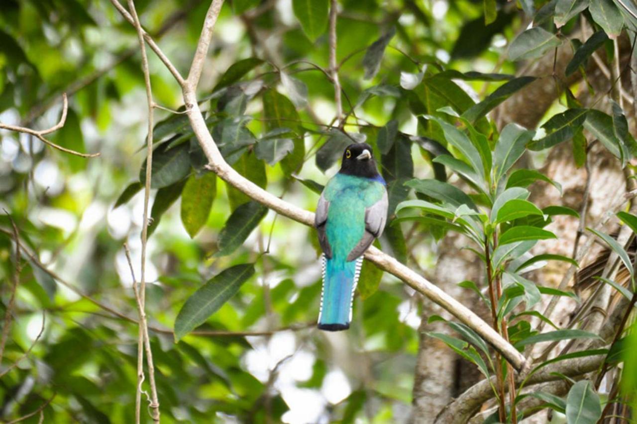 Jolie Jungle Eco Hotel (Adults Only) Leona Vicario Extérieur photo