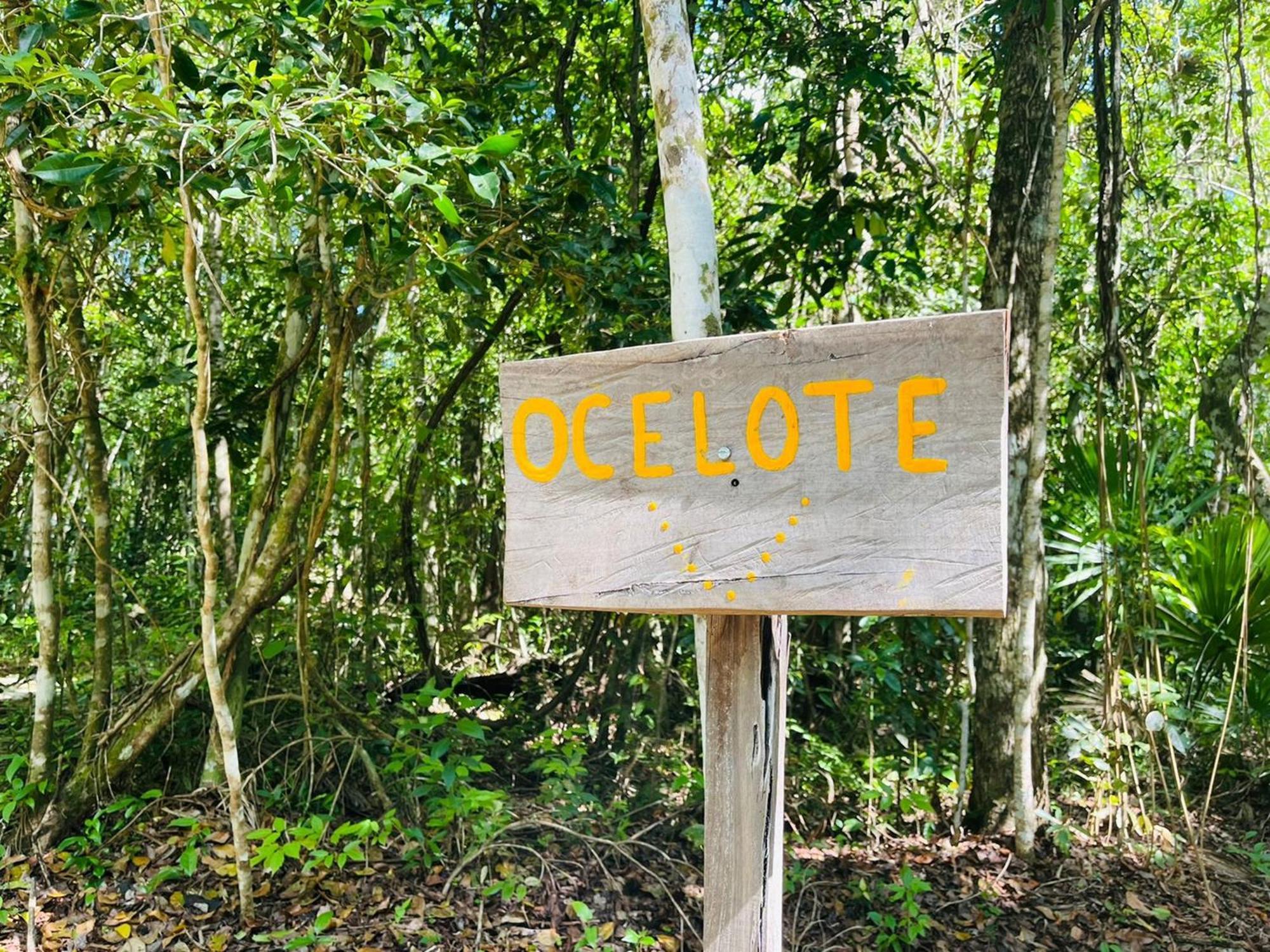 Jolie Jungle Eco Hotel (Adults Only) Leona Vicario Chambre photo
