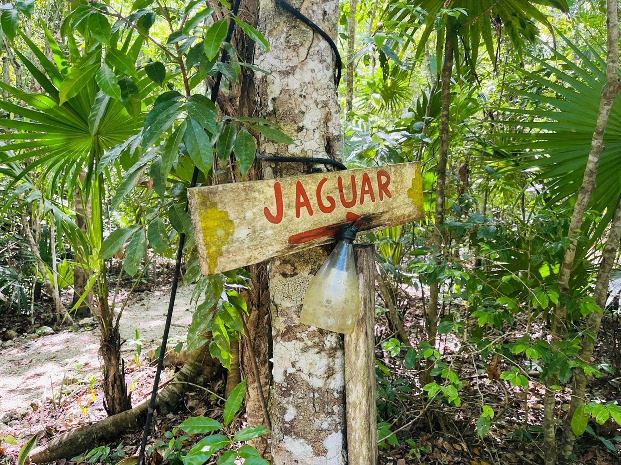 Jolie Jungle Eco Hotel (Adults Only) Leona Vicario Chambre photo